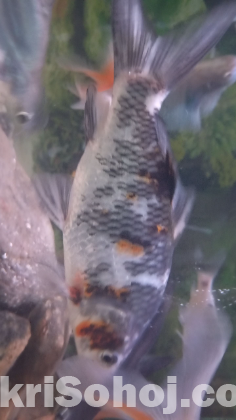 Fish for sale